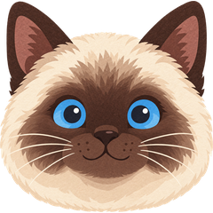Miso the siamese cat